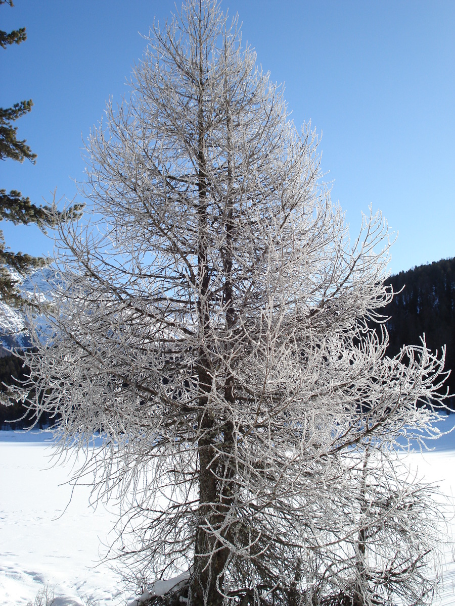 Photo Suisse Saint Moritz Schlarigna 2007-01 86