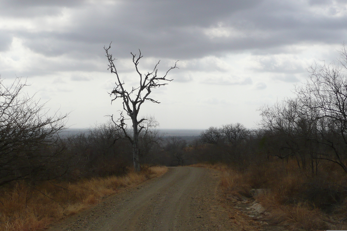 Photo Afrique du Sud Parc National Kruger 2008-09 161