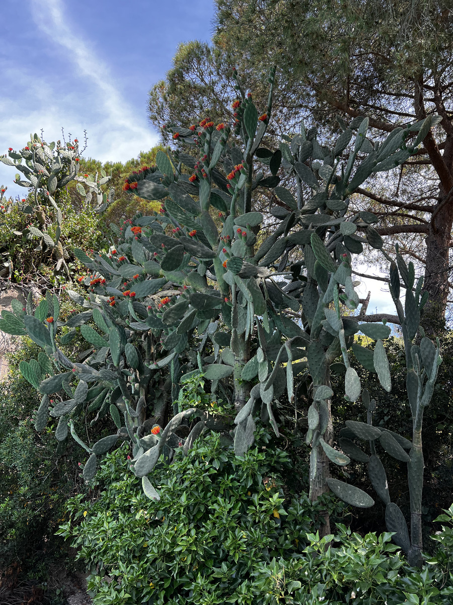 Photo France Corse Calvi 2023-06 1