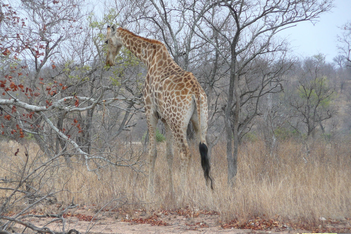 Photo Afrique du Sud Parc National Kruger 2008-09 33