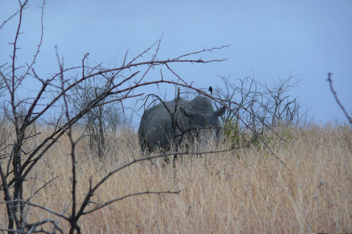 Photo Afrique du Sud Parc National Kruger 2008-09 150