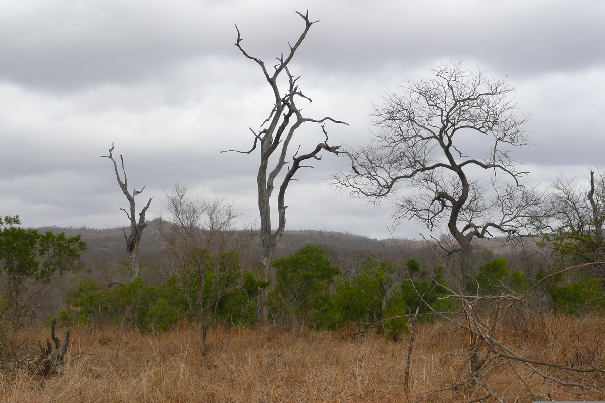Photo Afrique du Sud Parc National Kruger 2008-09 66