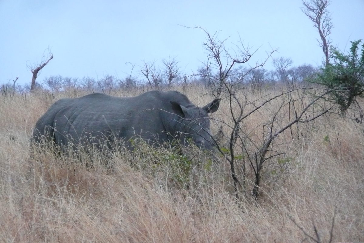 Photo Afrique du Sud Parc National Kruger 2008-09 111