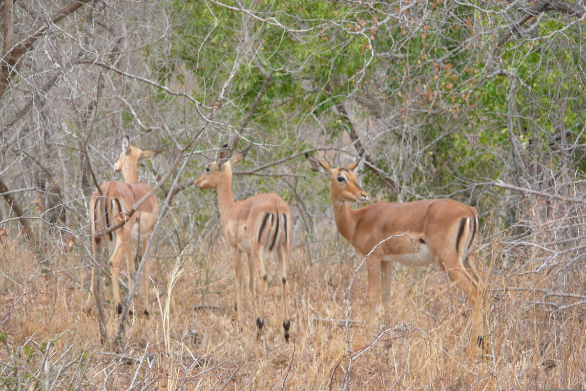 Photo Afrique du Sud Parc National Kruger 2008-09 80