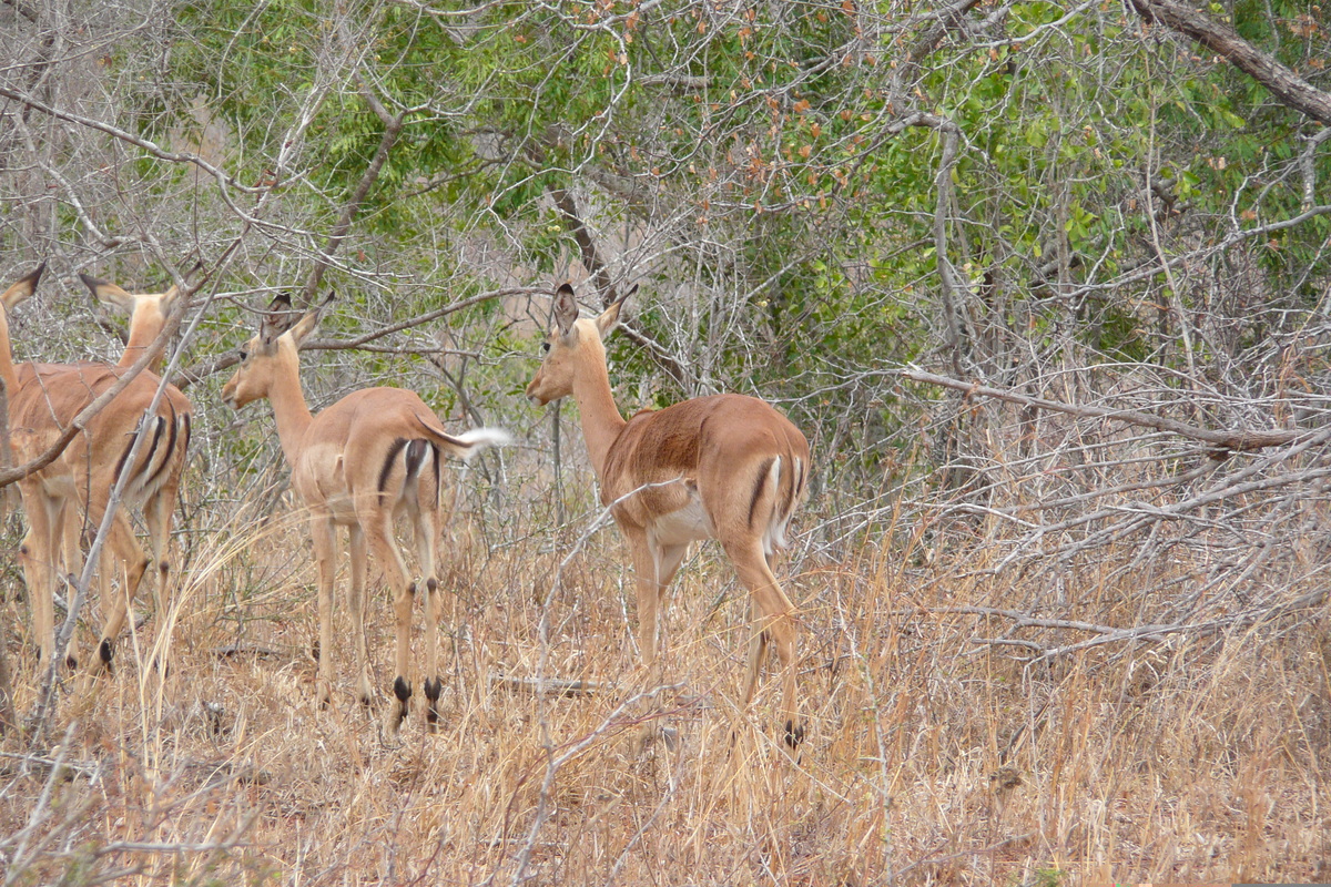 Photo Afrique du Sud Parc National Kruger 2008-09 85