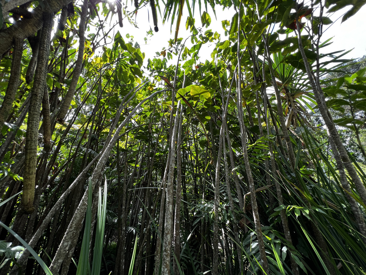 Photo Singapour Jardins botaniques de Singapore 2023-01 68