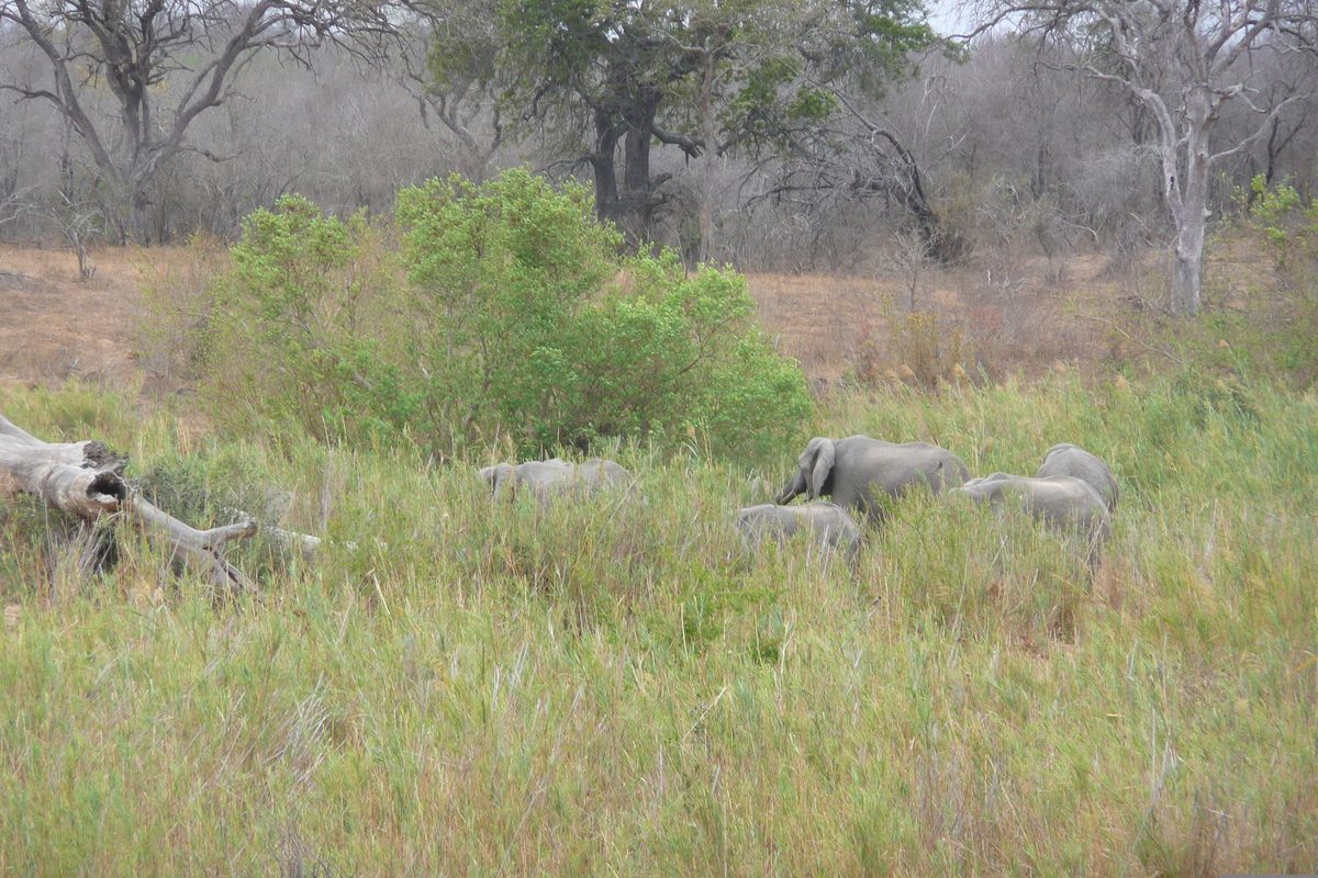 Photo Afrique du Sud Parc National Kruger Rivière Sable 2008-09 93