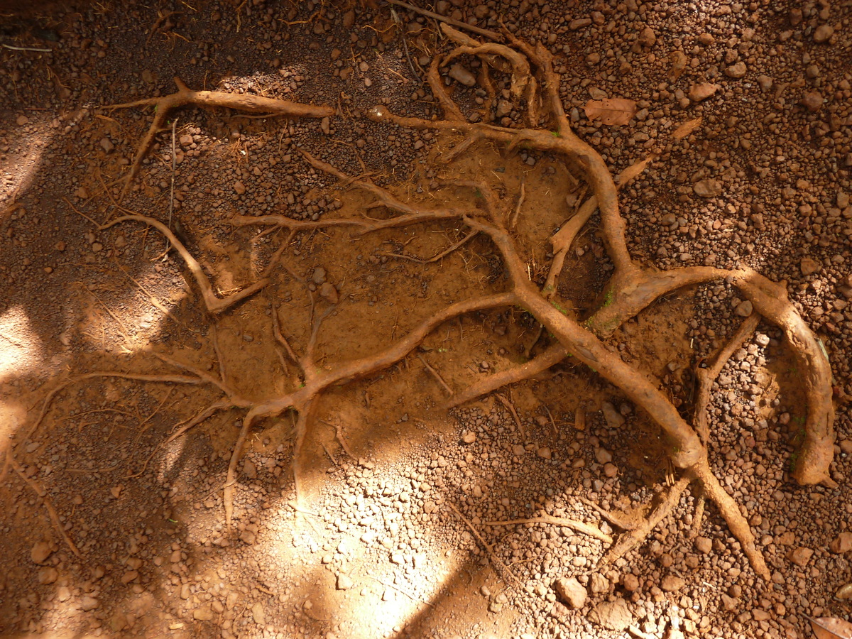 Photo Nouvelle-Calédonie Parc de la Rivière Bleue Le Grand Kaori 2010-05 53