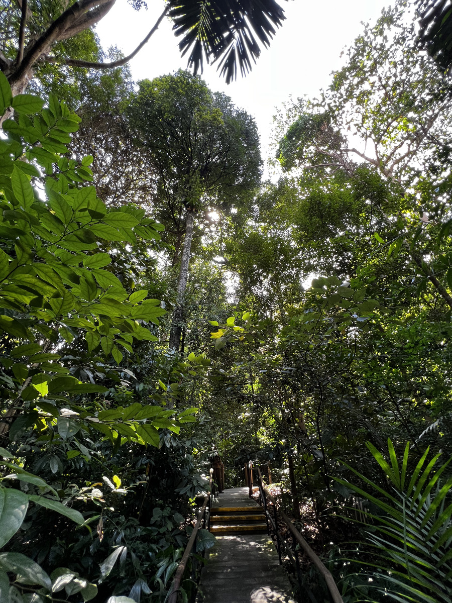 Photo Singapour Jardins botaniques de Singapore 2023-01 56
