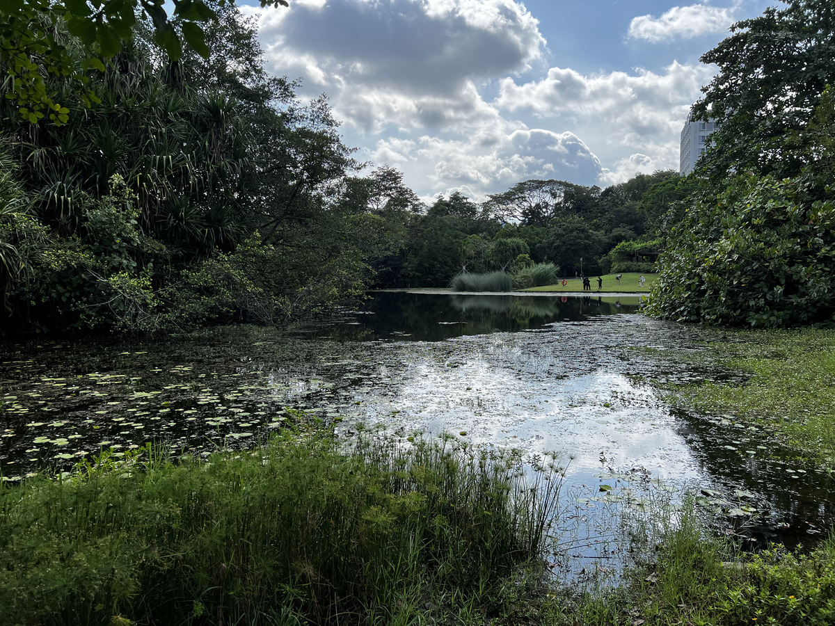 Photo Singapour Jardins botaniques de Singapore 2023-01 4