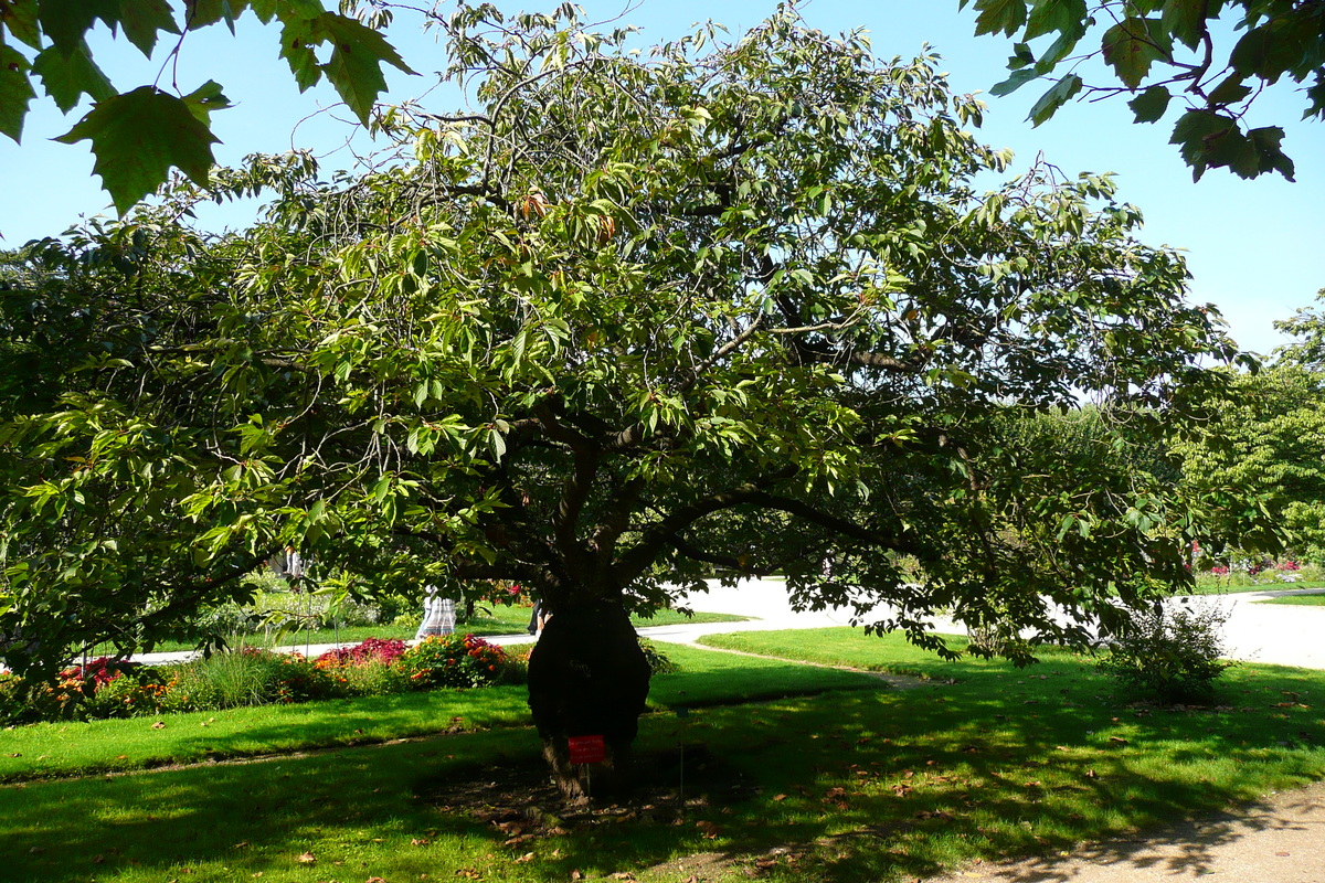 Photo France Paris Jardin des Plantes 2007-08 2