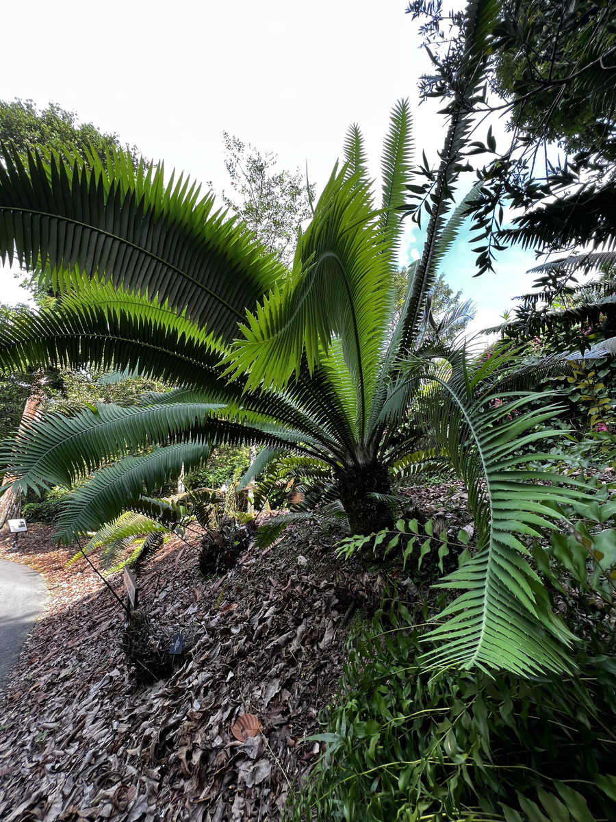 Photo Singapour Jardins botaniques de Singapore 2023-01 83