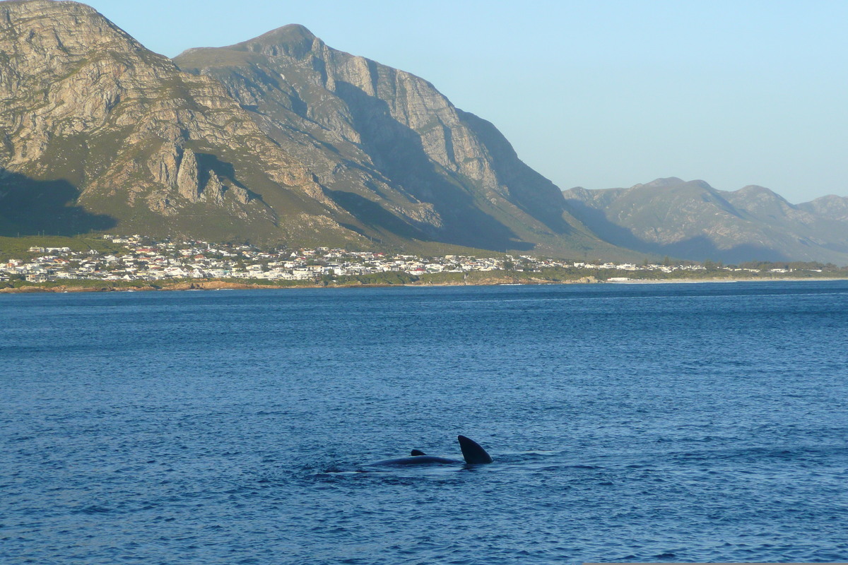 Photo Afrique du Sud Harmanus 2008-09 293