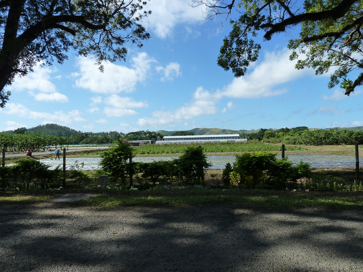Photo Îles Fidji Rivière Sigatoka 2010-05 23