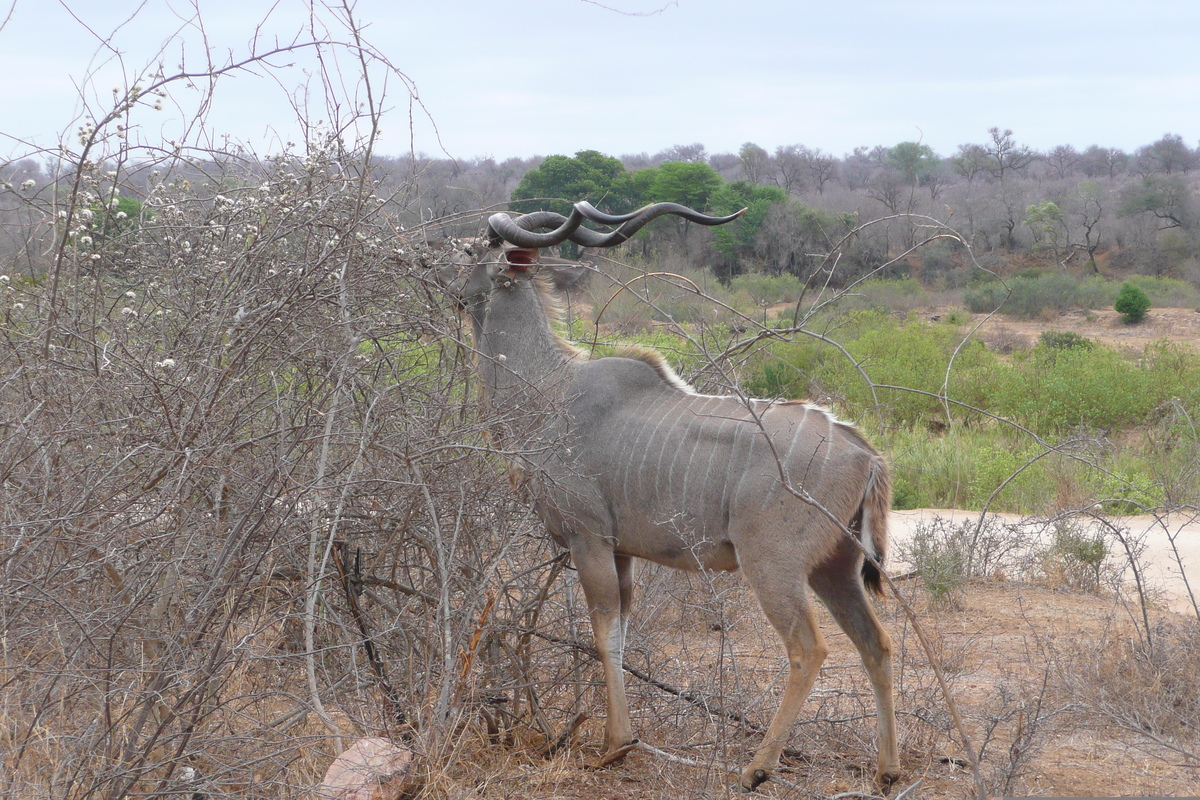 Photo Afrique du Sud Parc National Kruger Rivière Sable 2008-09 8