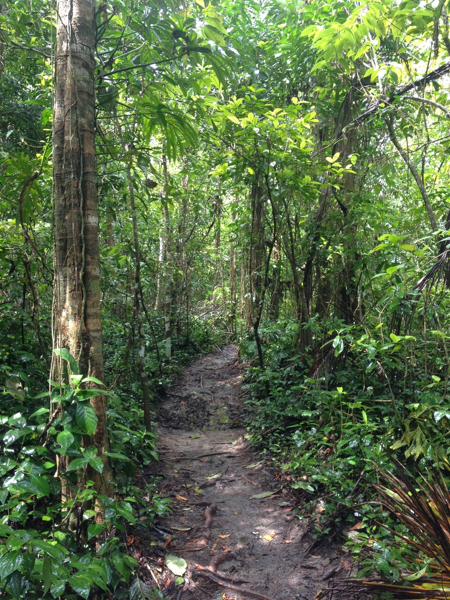 Photo Costa Rica Cahuita 2015-03 36