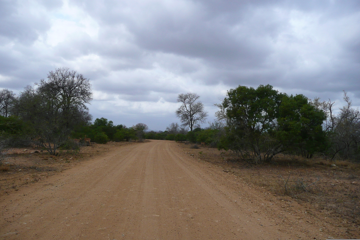Photo Afrique du Sud Parc National Kruger 2008-09 144