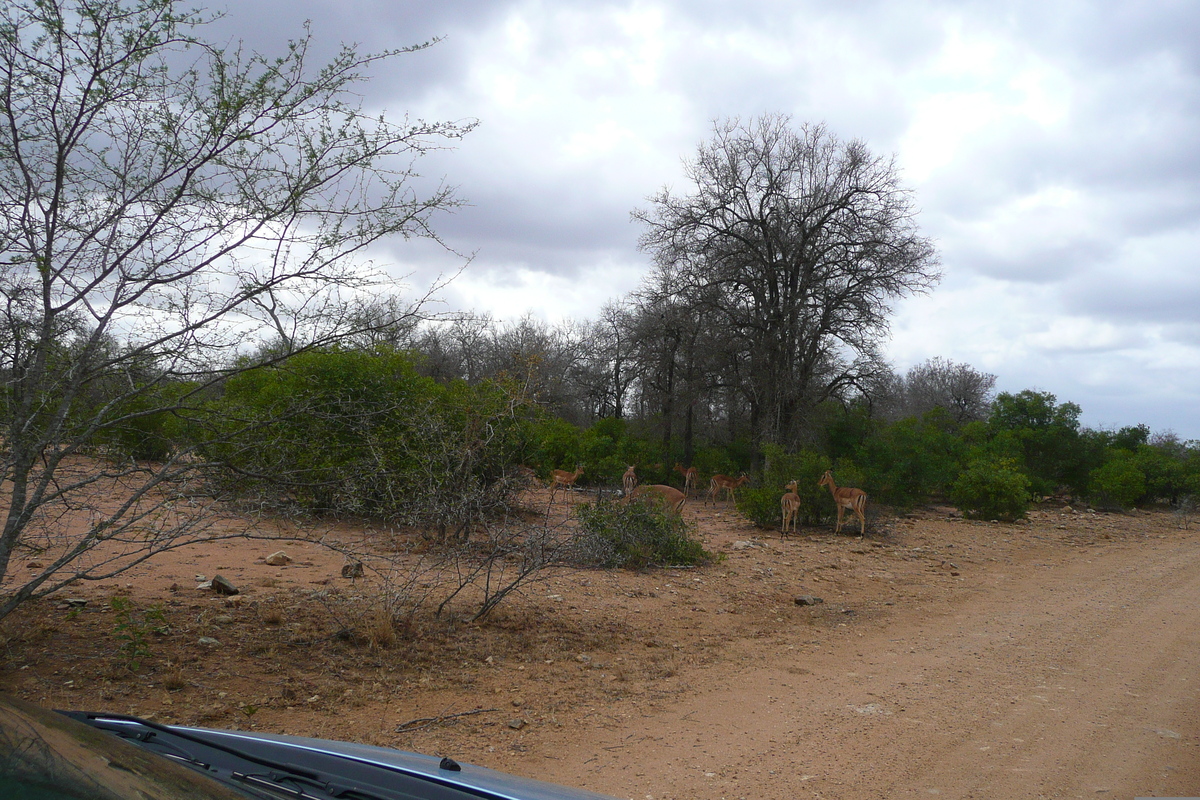 Photo Afrique du Sud Parc National Kruger 2008-09 162