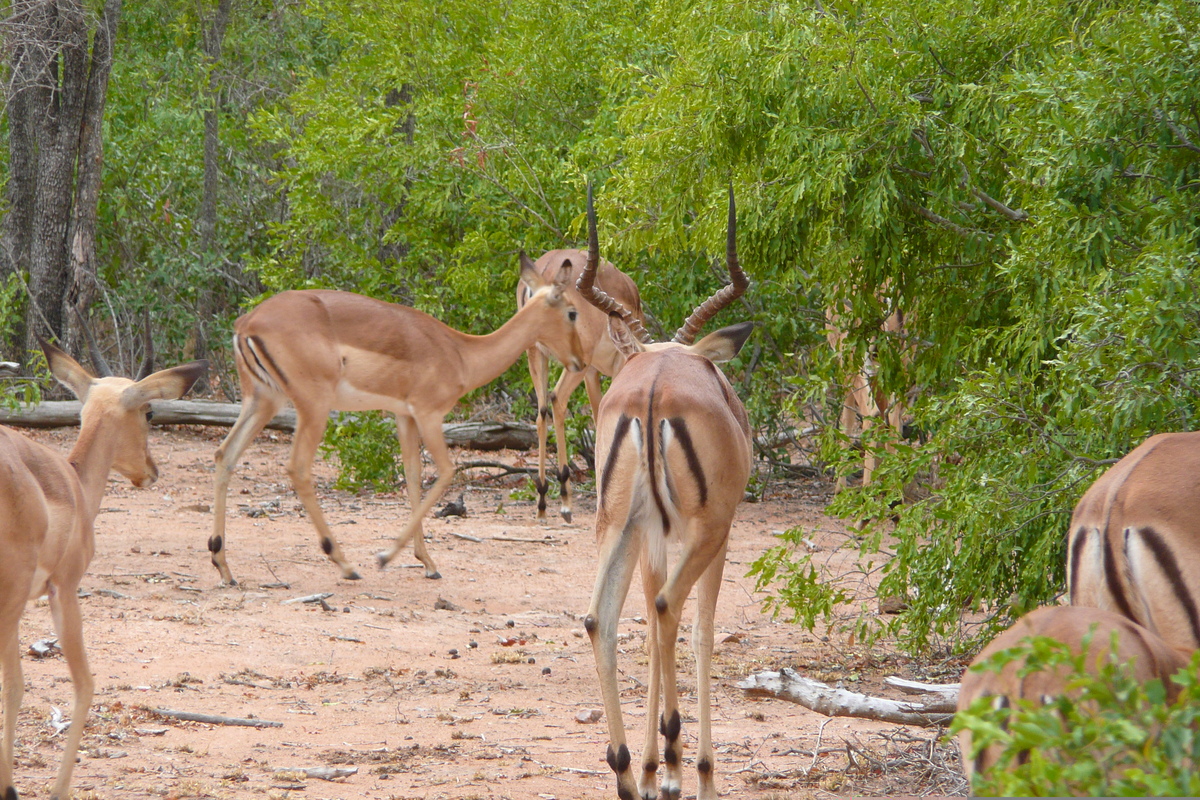 Photo Afrique du Sud Parc National Kruger 2008-09 118