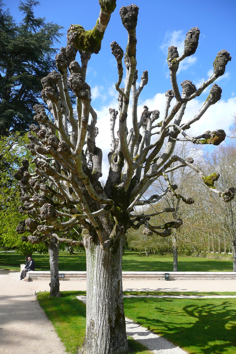 Photo France Château de Chenonceau Jardins de Chenonceau 2008-04 90