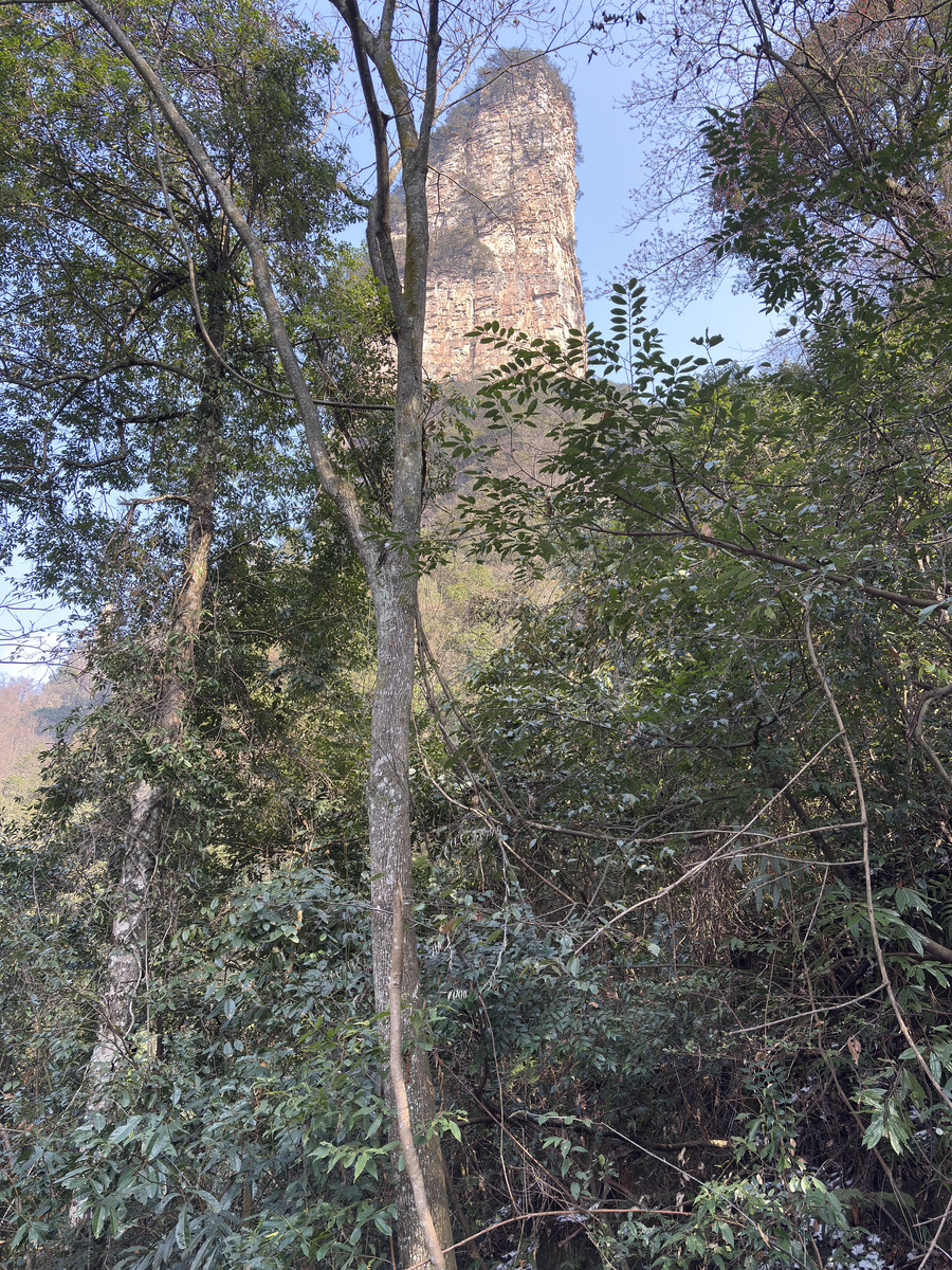 Photo Chine Zhangjiajie Mont Tianzi 2026-01 156