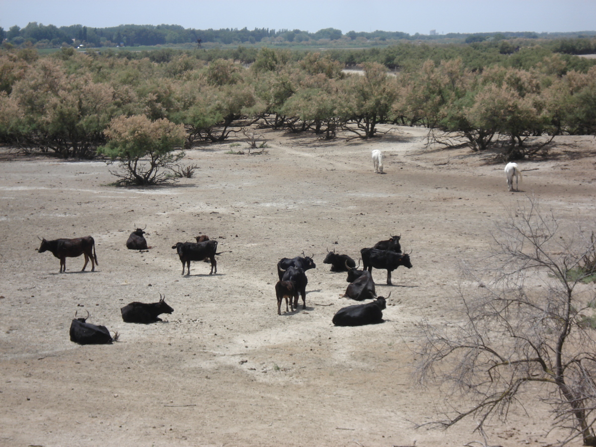 Photo France Camargue 2006-06 8
