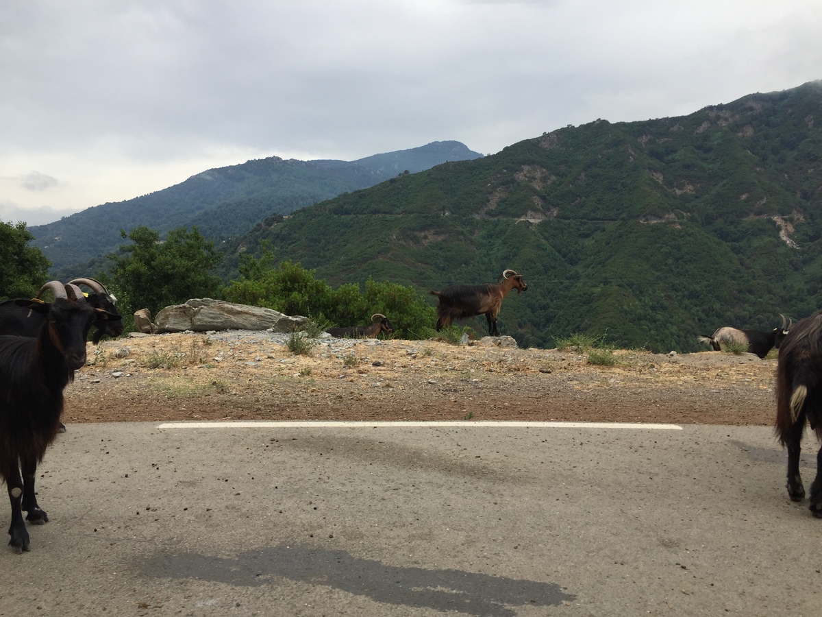 Photo France Corse Vallée d'Alesani 2017-07 6