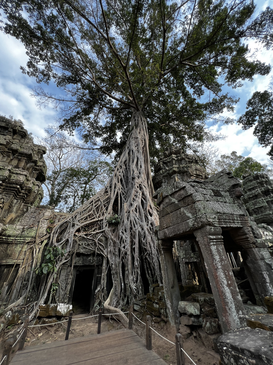 Photo Cambodge Siem Reap Ta Prohm 2023-01 11