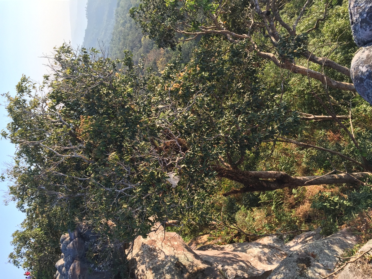 Photo Thaïlande Parc National Phu Hin Rong Kla 2014-12 398