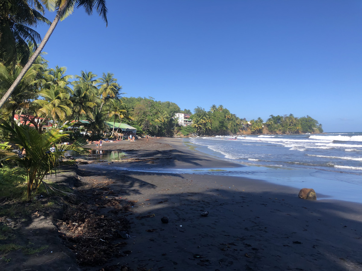 Photo Guadeloupe Bananier 2021-02 14
