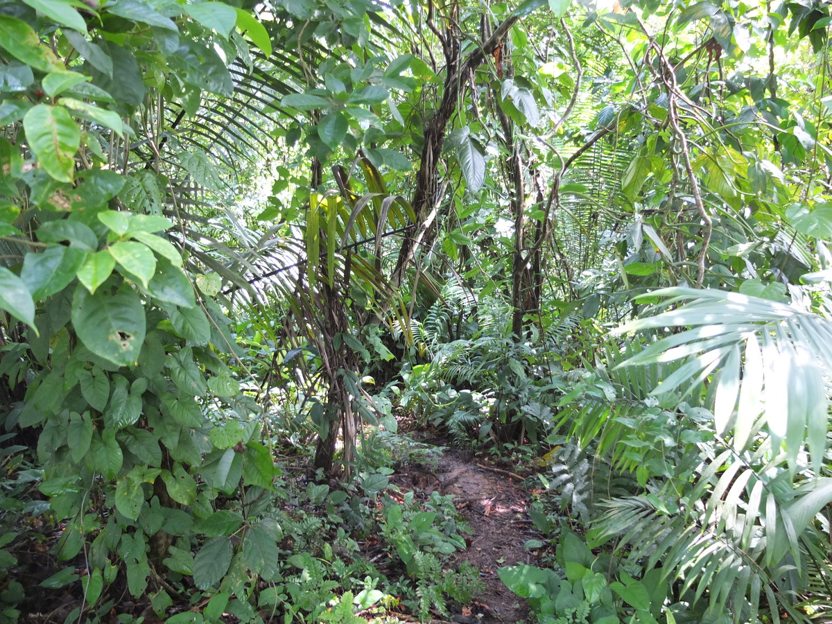 Photo Panama Bastimentos 2015-03 86