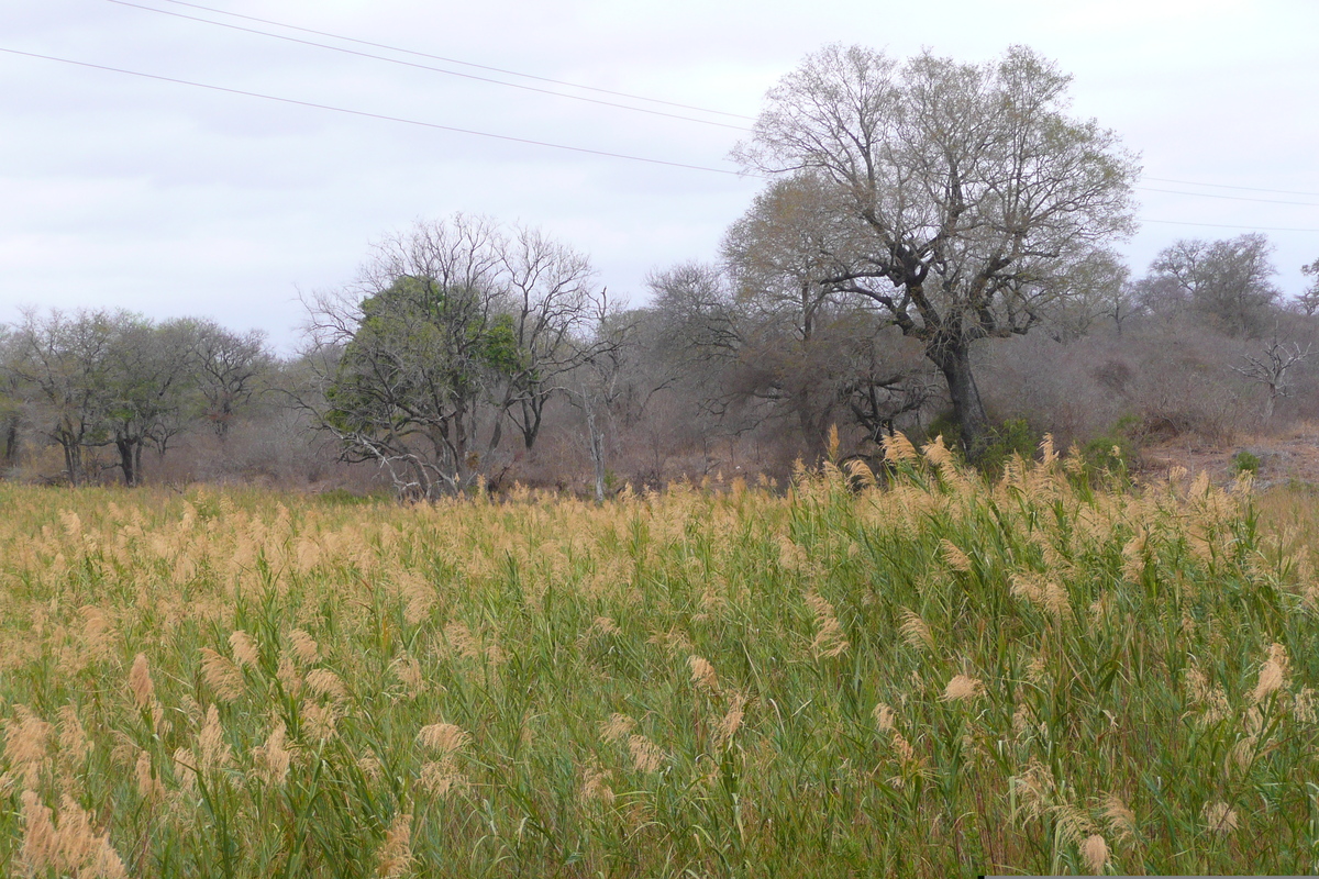 Photo Afrique du Sud Parc National Kruger Rivière Sable 2008-09 7