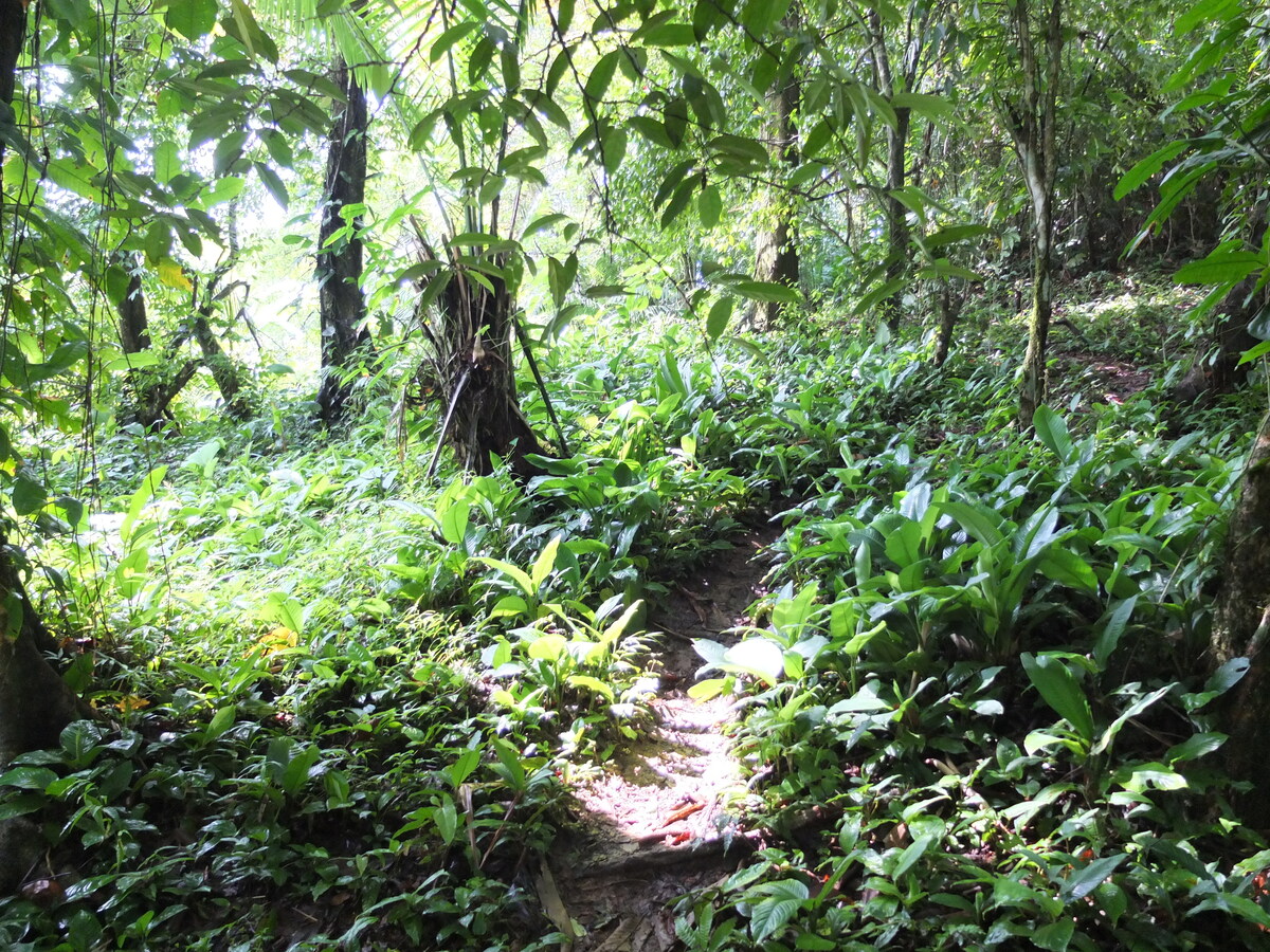 Photo Panama Bastimentos 2015-03 25