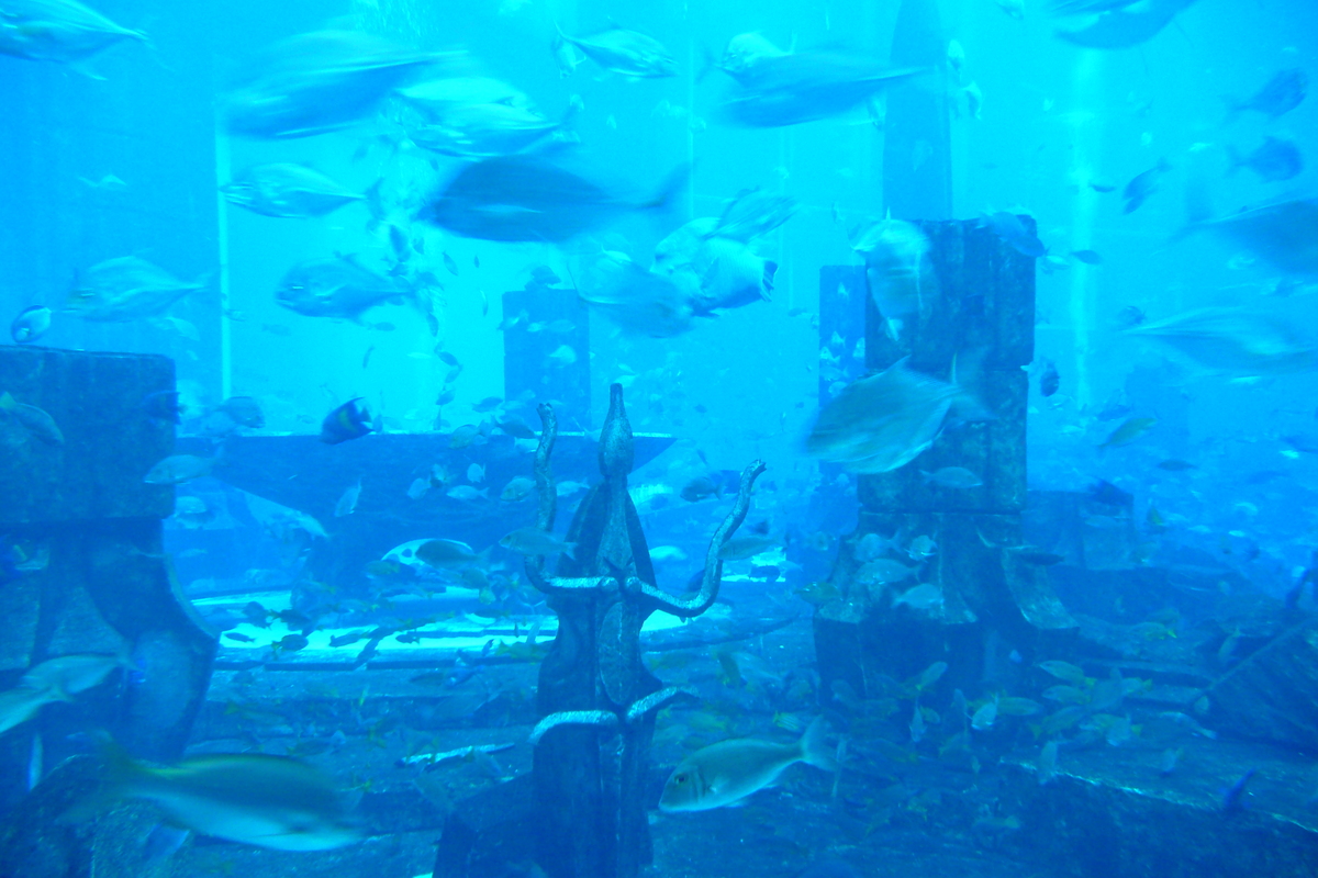 Photo Émirats arabes unis Dubai Dubai Aquaventure 2009-01 130
