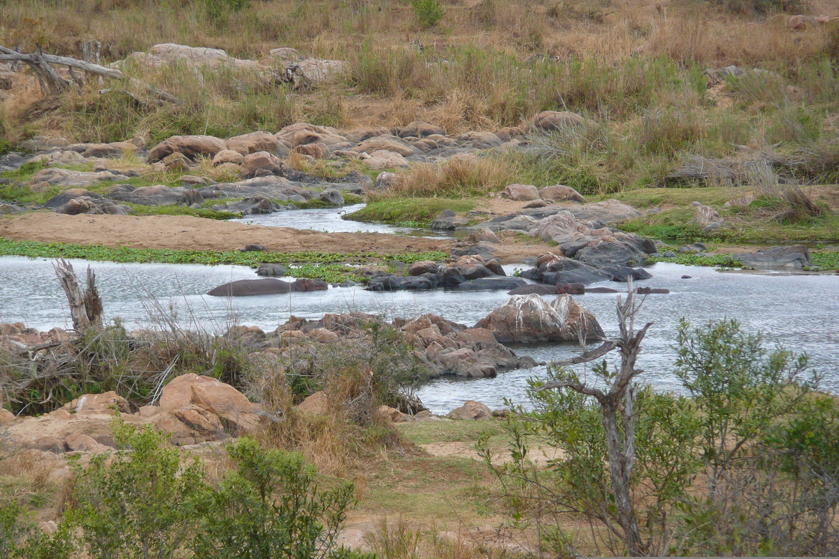 Photo Afrique du Sud Parc National Kruger rivière Crocodile 2008-09 16