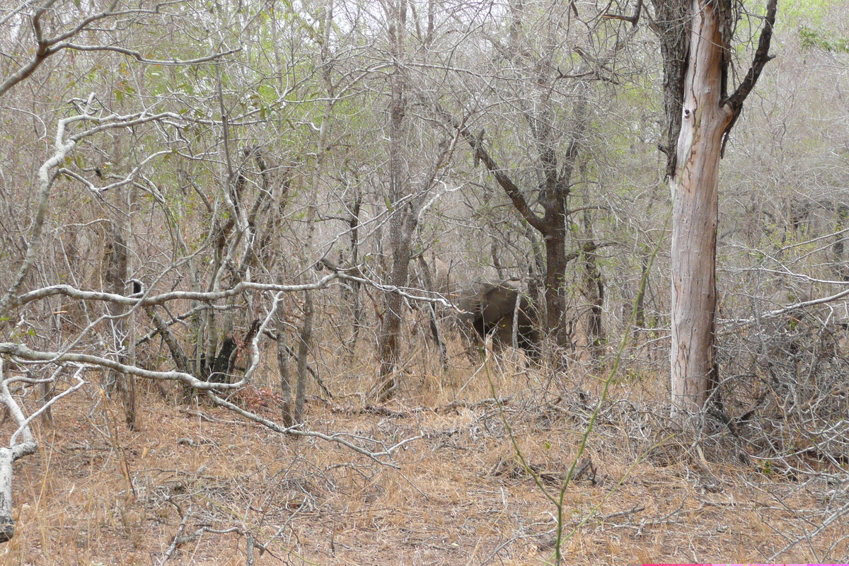 Photo Afrique du Sud Parc National Kruger Rivière Sable 2008-09 30