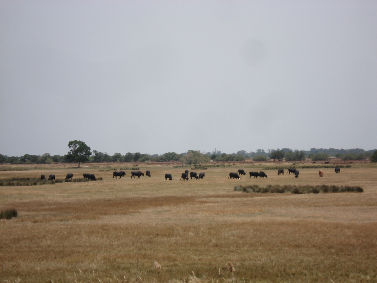 Photo France Camargue 2006-06 4