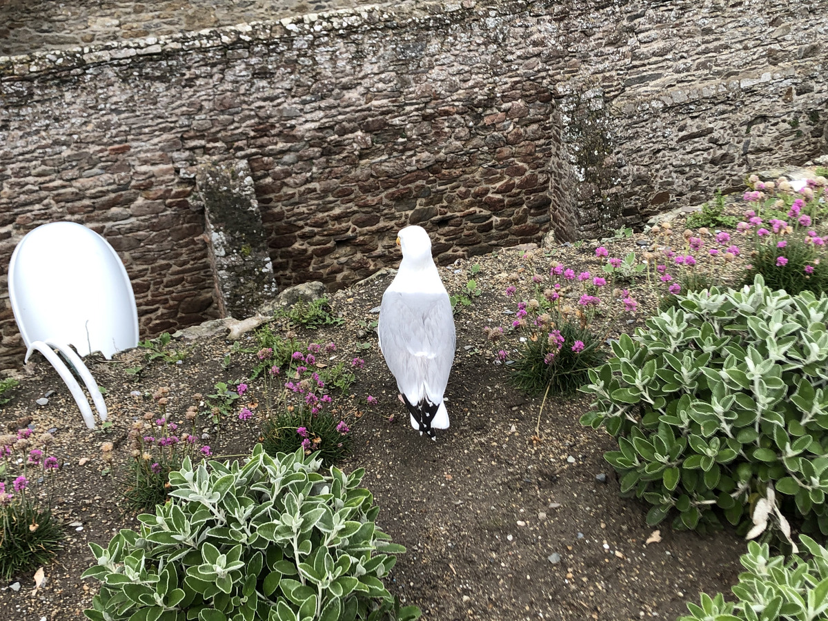 Photo France Saint Malo 2020-06 133