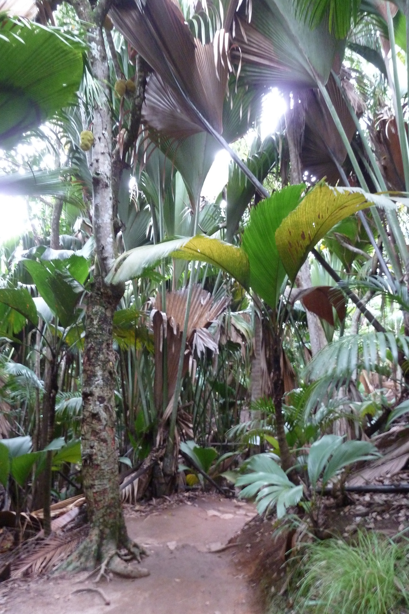 Photo Seychelles Vallée de Mai 2011-10 48