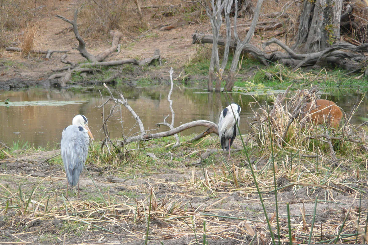 Photo Afrique du Sud Parc National Kruger Rivière Sable 2008-09 32