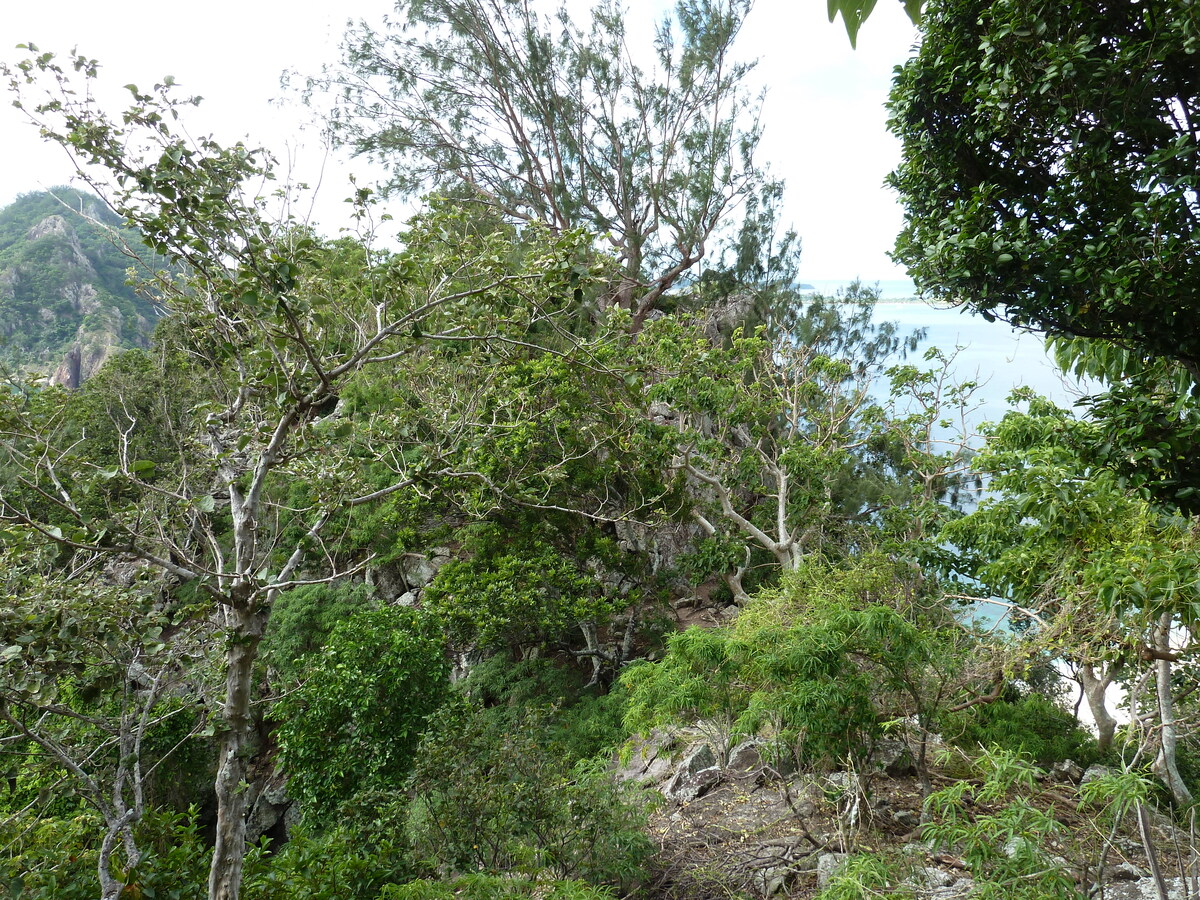 Photo Îles Fidji île Castaway(Seul au monde) 2010-05 49
