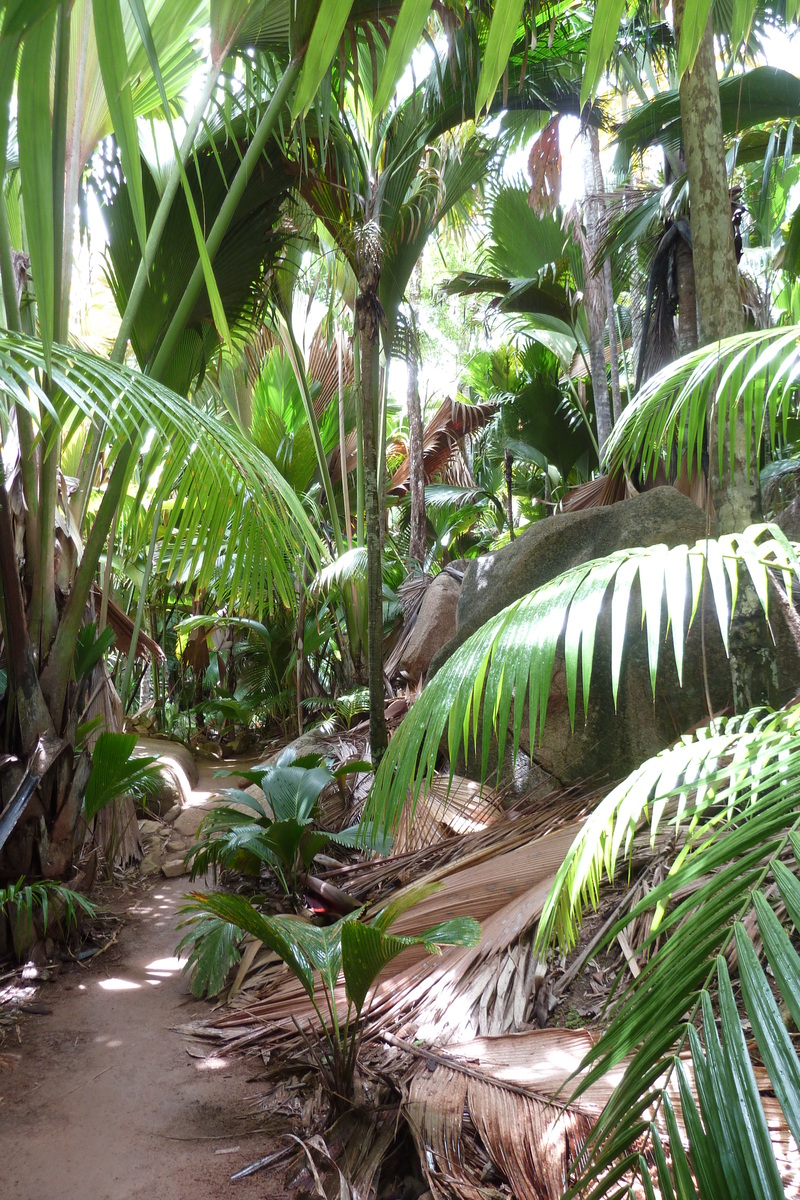 Photo Seychelles Vallée de Mai 2011-10 31