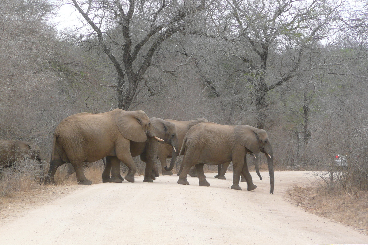 Photo Afrique du Sud Parc National Kruger Rivière Sable 2008-09 57