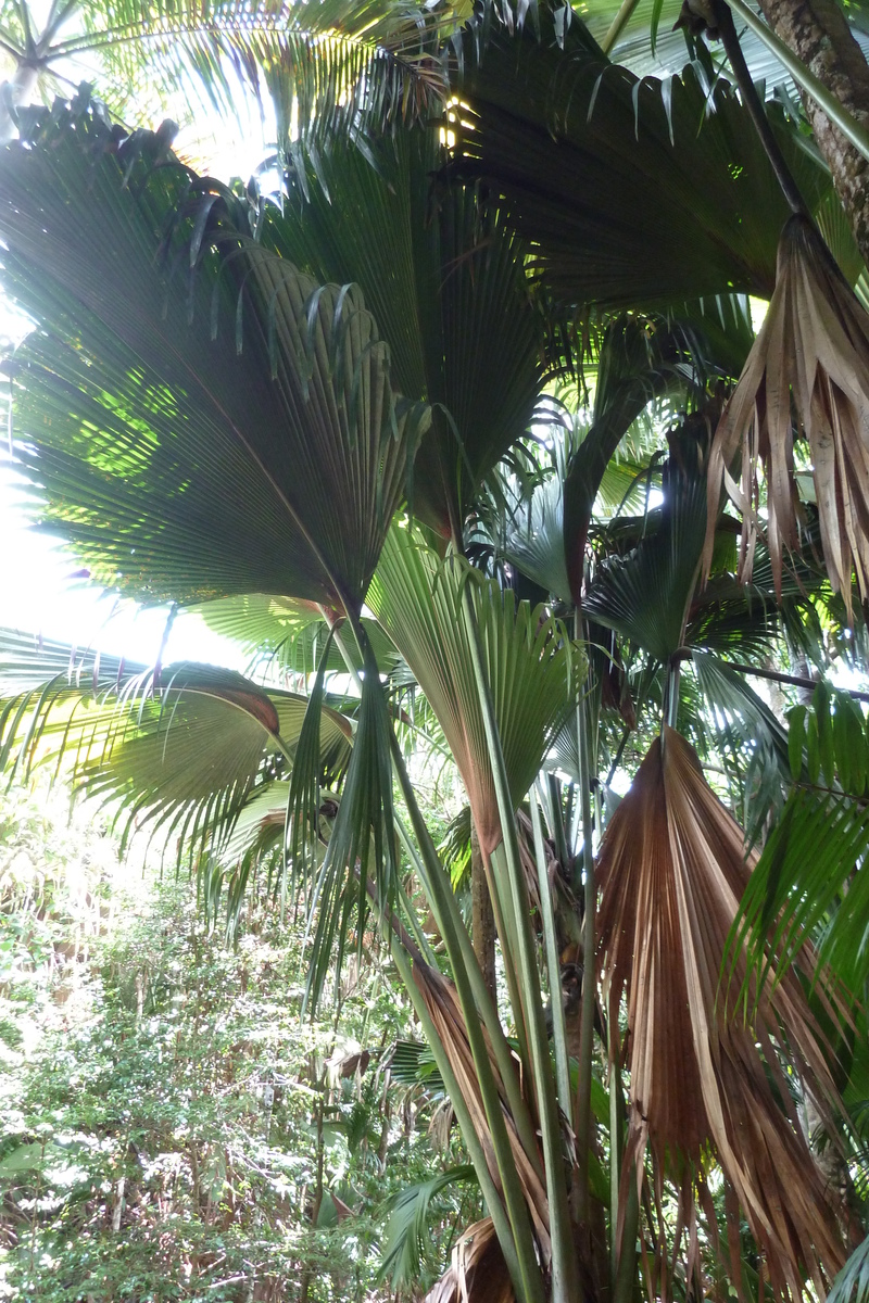 Photo Seychelles Vallée de Mai 2011-10 2