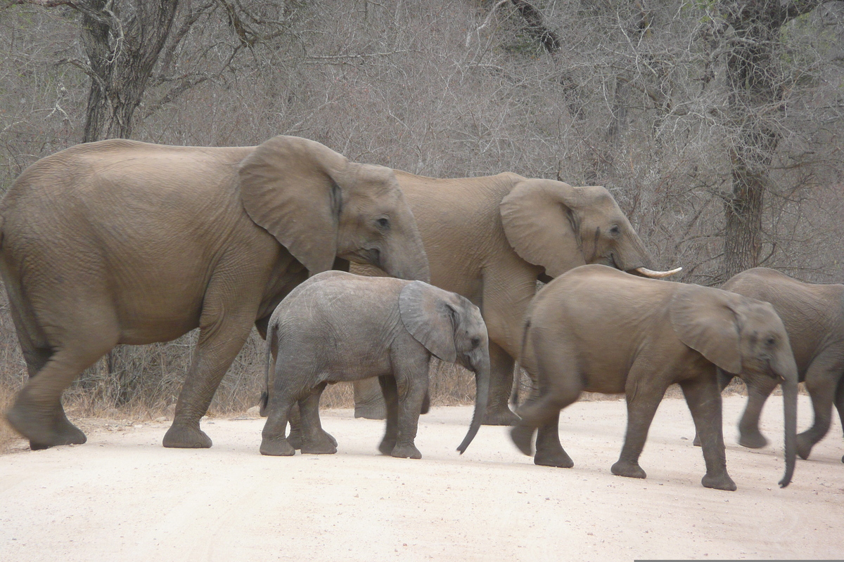 Photo Afrique du Sud Parc National Kruger Rivière Sable 2008-09 58