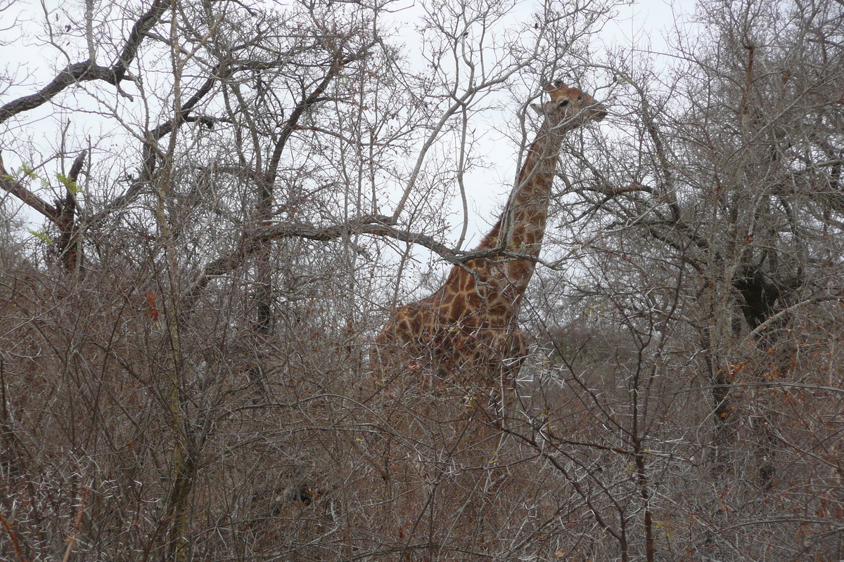 Photo Afrique du Sud Parc National Kruger Rivière Sable 2008-09 63