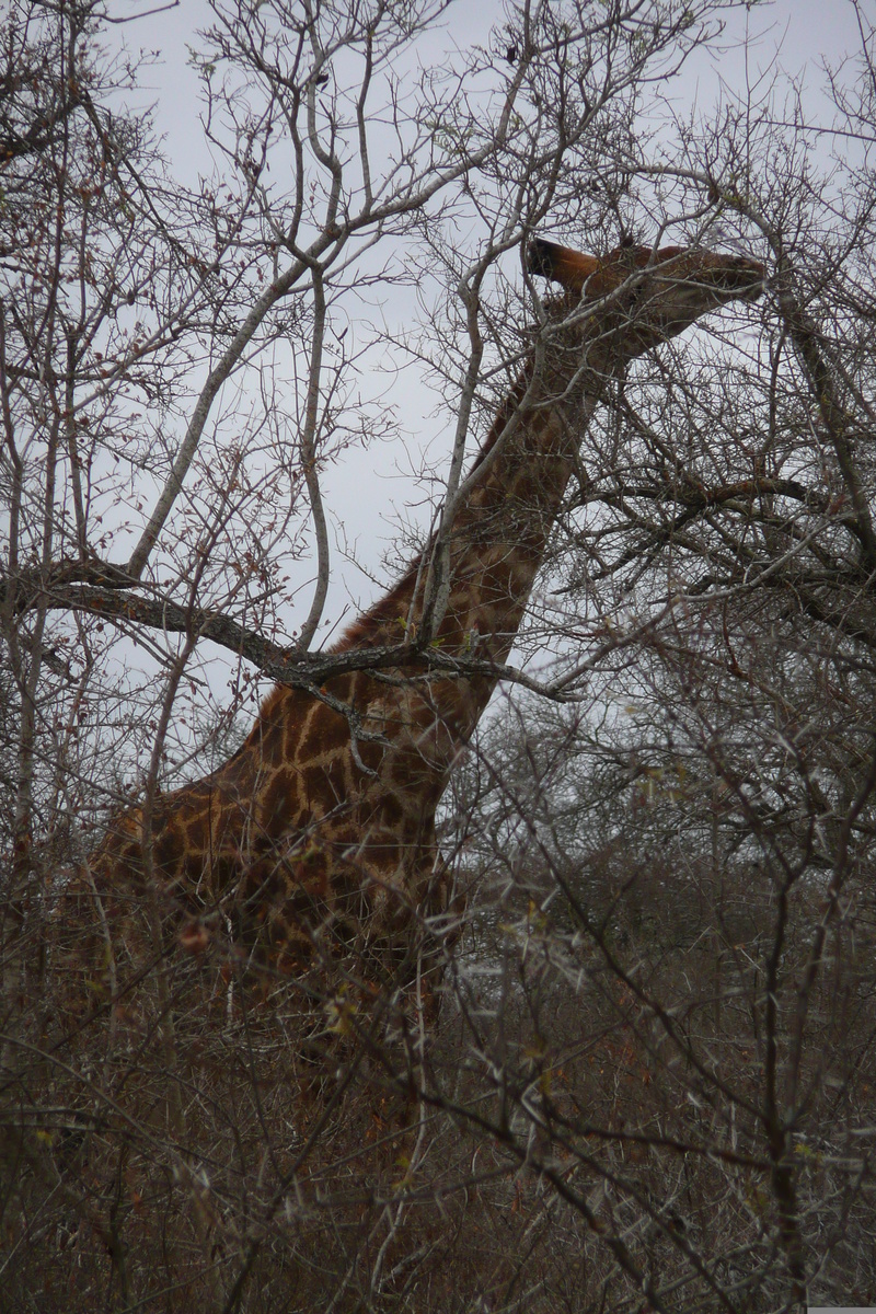 Photo Afrique du Sud Parc National Kruger Rivière Sable 2008-09 33