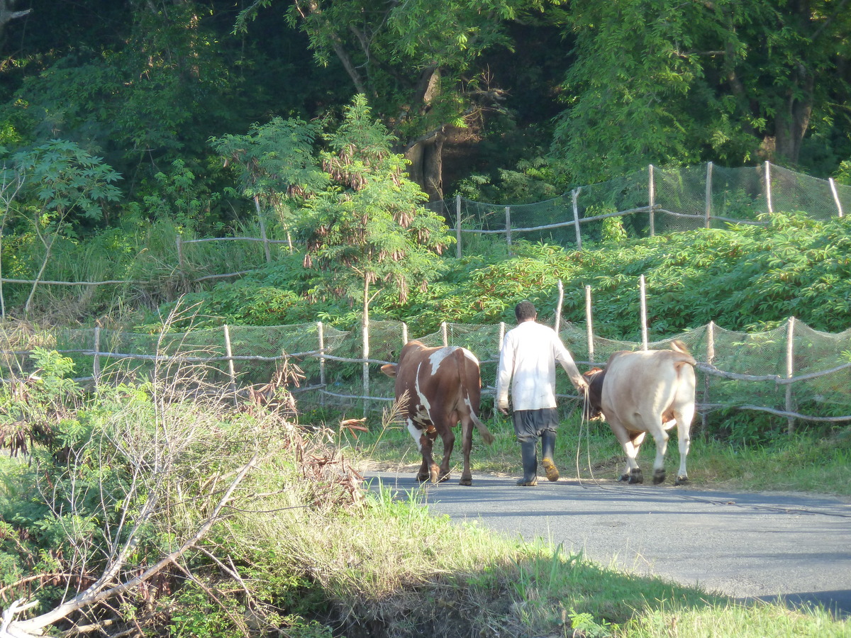 Photo Îles Fidji Nadi à Sigatoka 2010-05 5