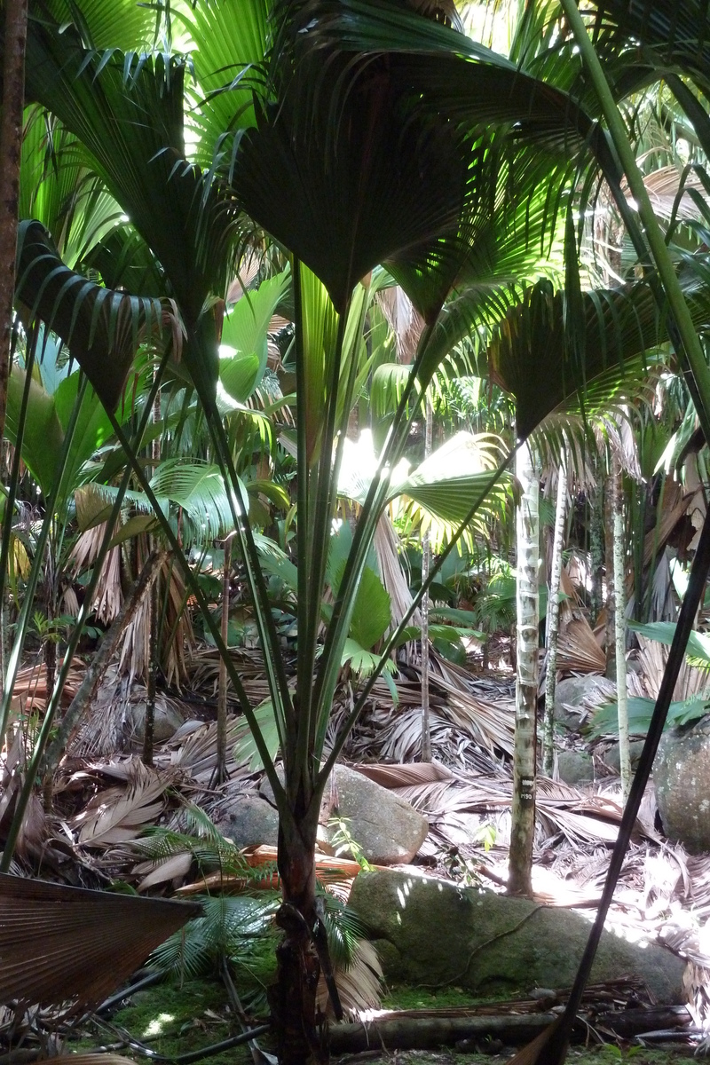 Photo Seychelles Vallée de Mai 2011-10 14
