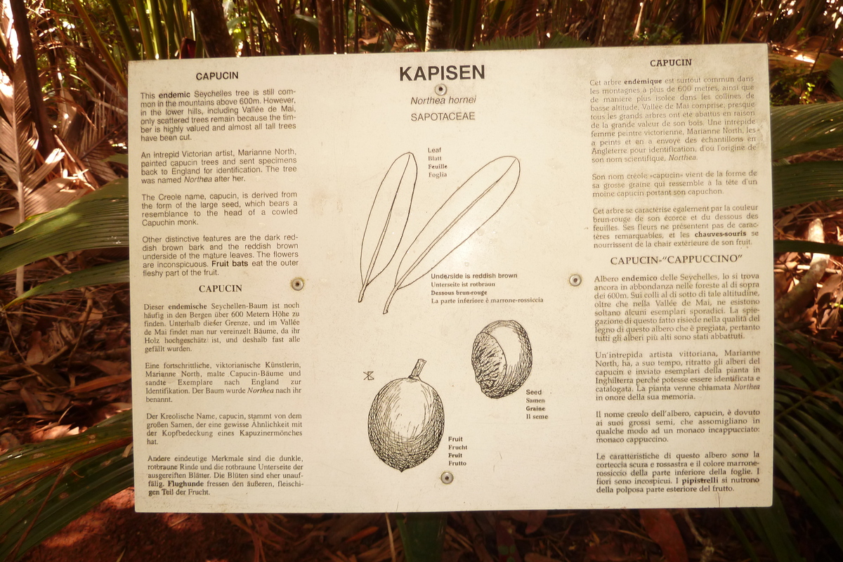 Photo Seychelles Vallée de Mai 2011-10 82